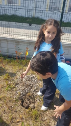 OKULUMUZUN BAHÇESİ FİDANLARLA HAYAT BULUYOR